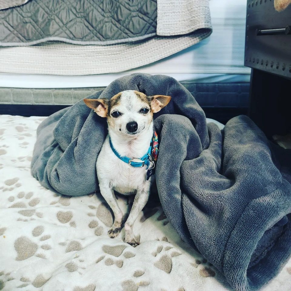 Ein Chihuahua unter einer Decke