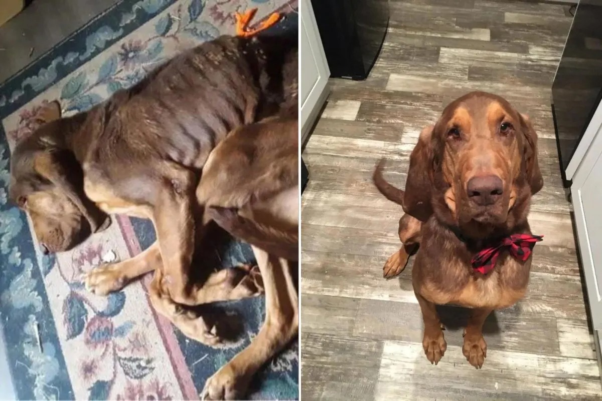 Ein Hund gerettet von einer Welpenfabrik