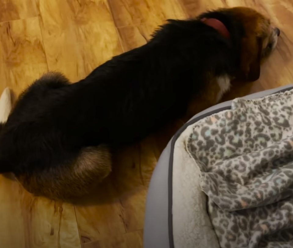 Ein Hund schlaeft auf dem Boden