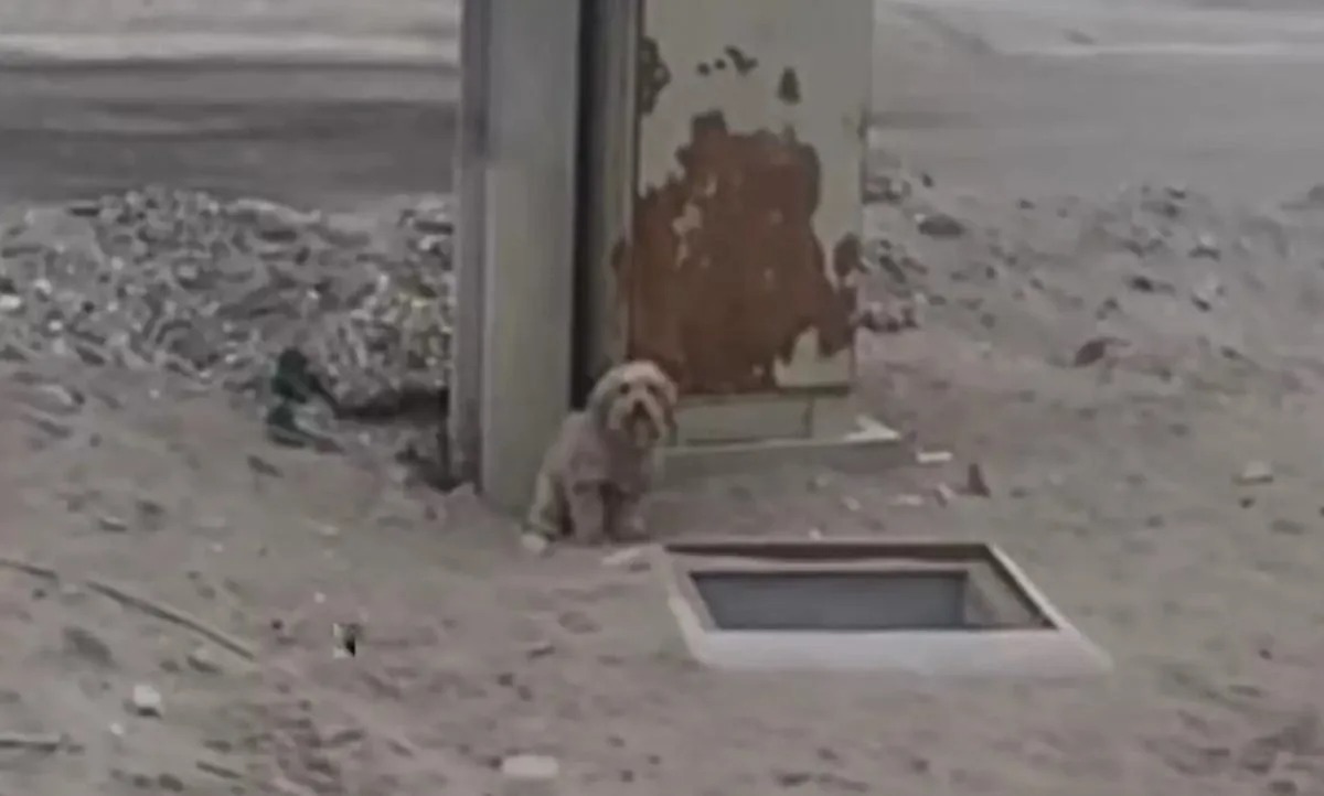 Ein Hund sitzt neben einem Loch