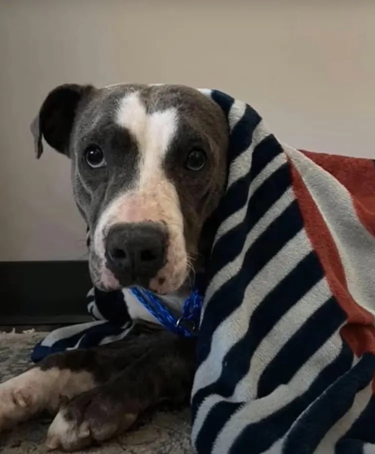 Ein Hund zugedeckt mit einer Decke
