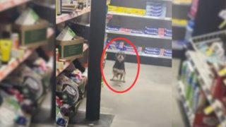 Hund springt vor Freude in einem Laden