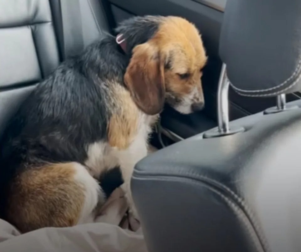 Ein aengstlicher Hund im Auto