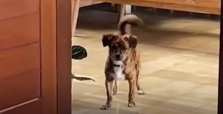 Ein brauner Hund wedelt mit seinem Schwanz