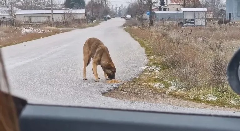 Ein großer brauner Streunerhund frisst auf der Straße