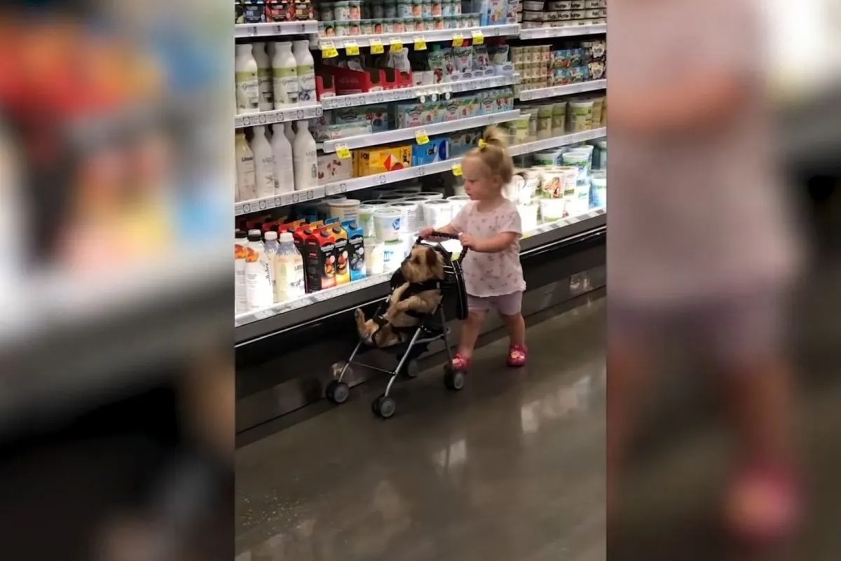 Ein kleines Maedchen und ihr Hund im Kinderwagen