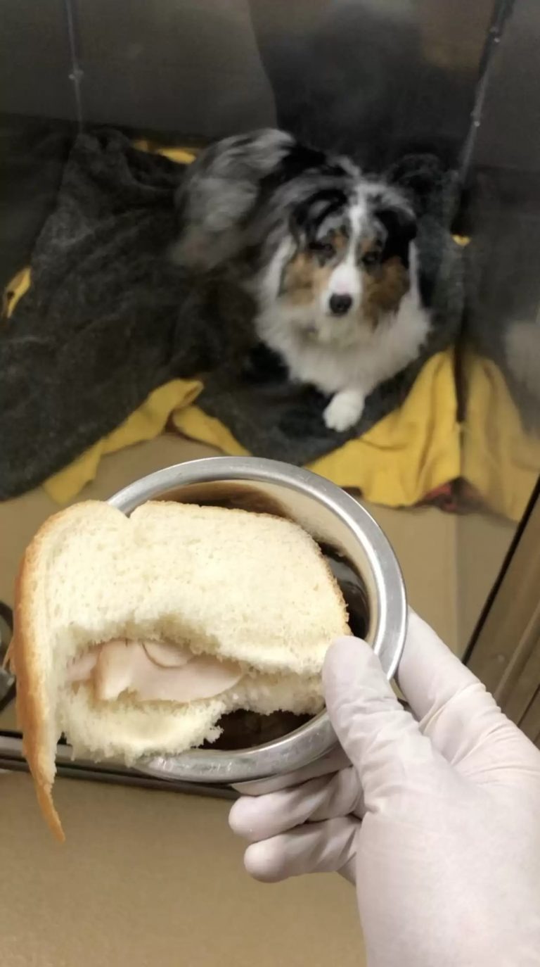 Ein liegender Hund und ein Sandwich