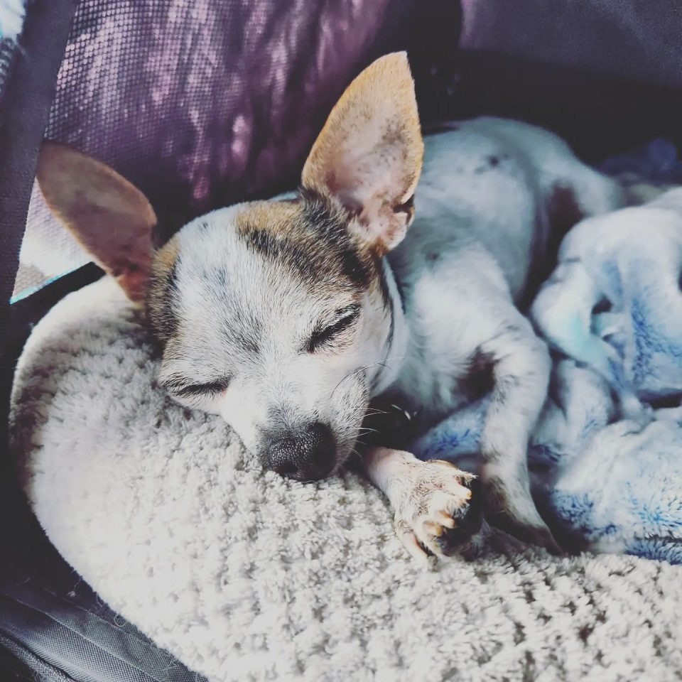 Ein schlafender Chihuahua