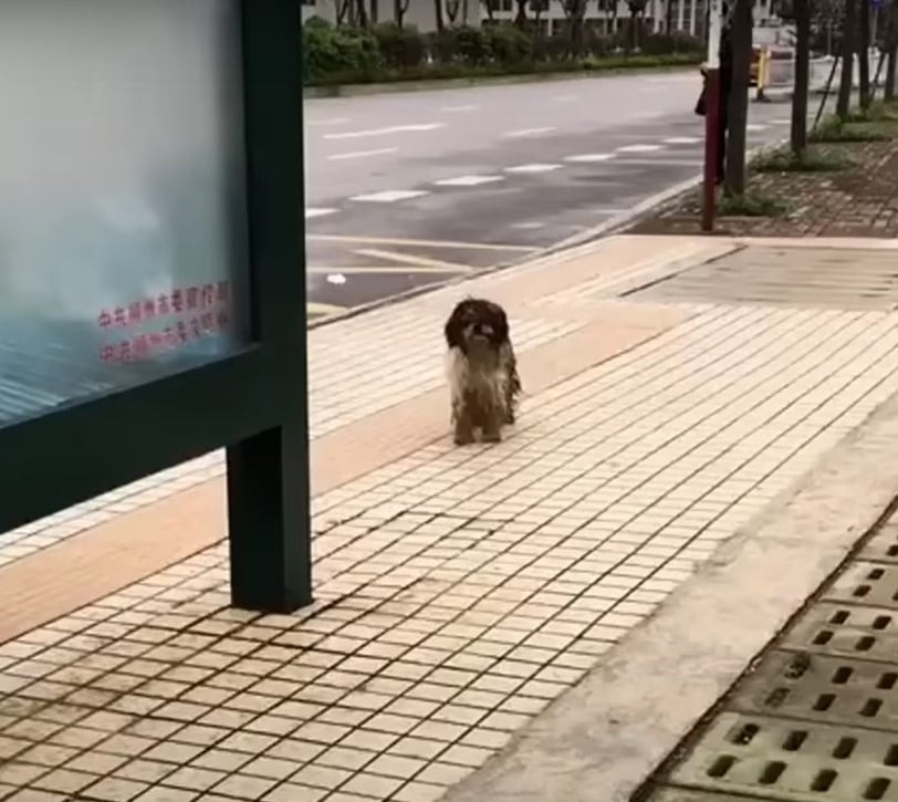 Ein verfilzter Hund steht auf dem Gehweg