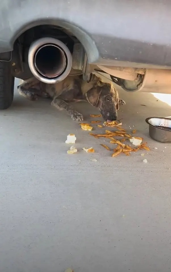 Ein vernachlaessigter Hund frisst unter einem Auto