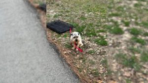 Ein verlassener gefesselter Hund