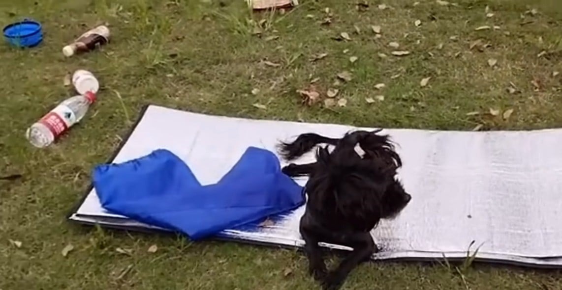 Flauschiger Hund mit gelaehmtem Bein im Freien liegend