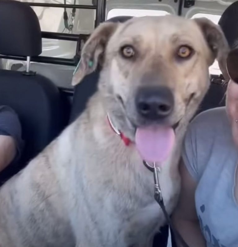 Foto eines Hundes in einem Auto