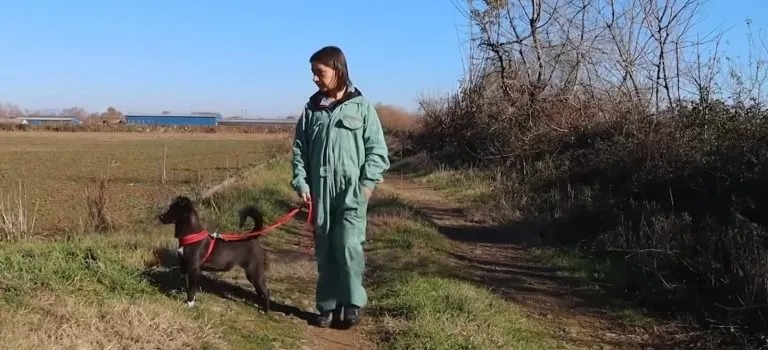 Frau geht in der Natur mit ihrem Hund spazieren