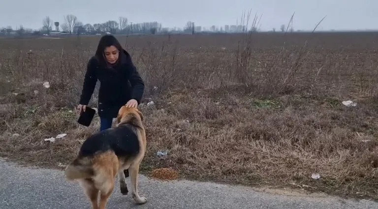 Frau streichelt großen braunen Streunerhund