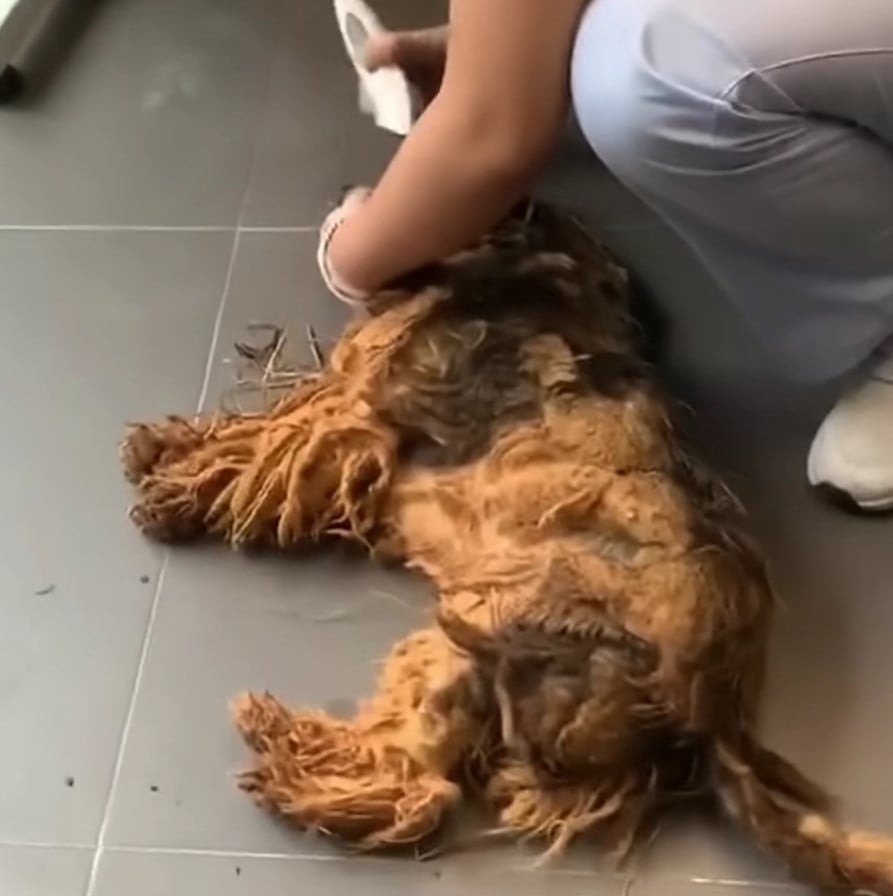 Geretteter Hund in Behandlung