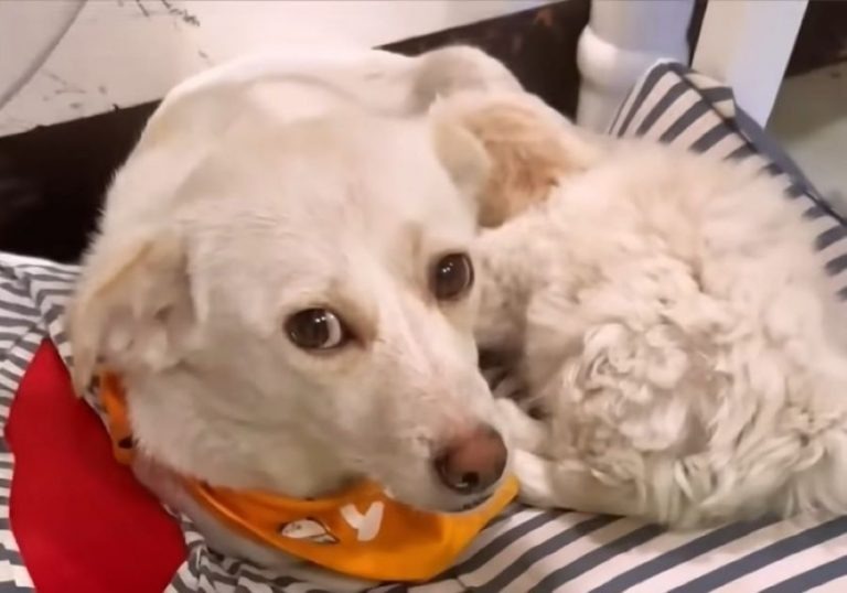 Geretteter Hund mit orangenem Halsband