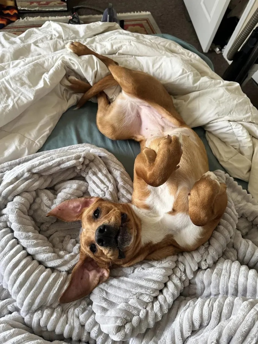 Gluecklicher Hund auf einem Bett