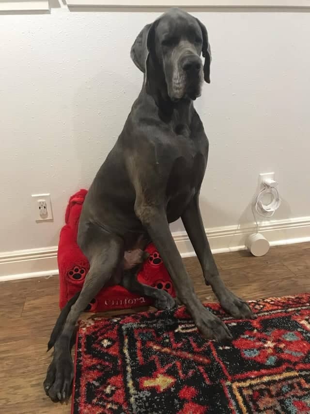 Große Dogge sitzt auf einem zu kleinen Stuhl