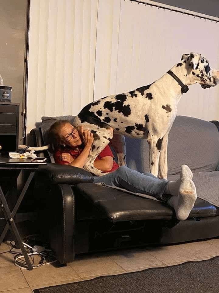 Große Dogge sitzt fast im Gesicht einer Frau