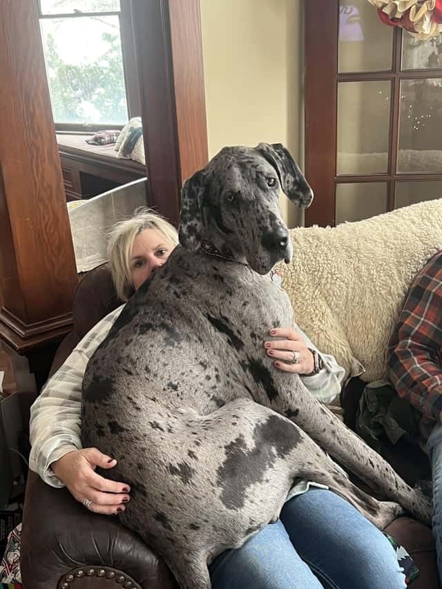 Große Dogge sitzt im Schoß seiner Besitzerin