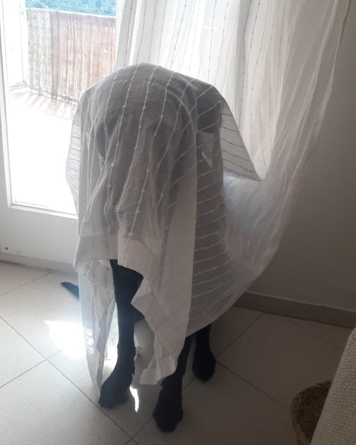Große Dogge versucht sich hinter einem Vorhang zu verstecken