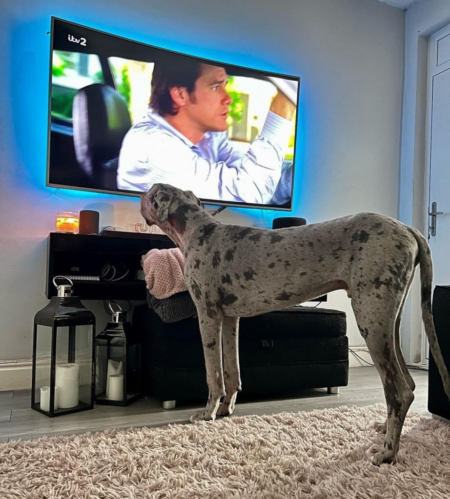 Große Dogge vor einem Fernseher