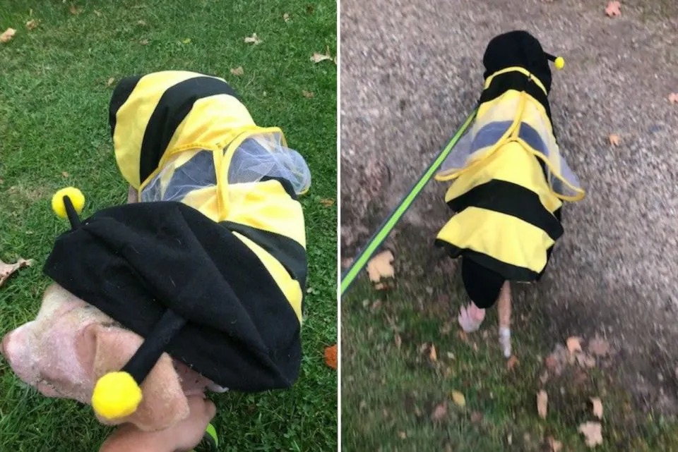 Hund als Biene verkleidet