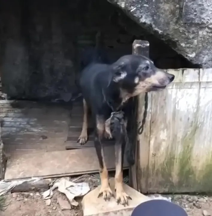 Hund angekettet an ein Hundehaus