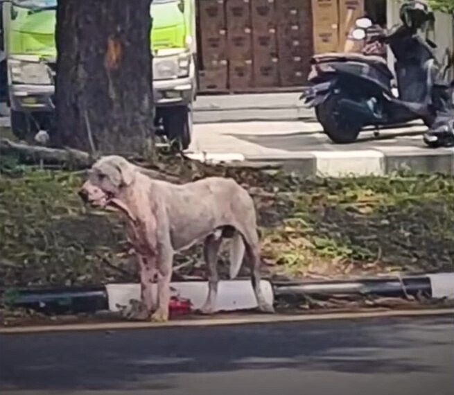 Hund ausgesetzt auf der Straße