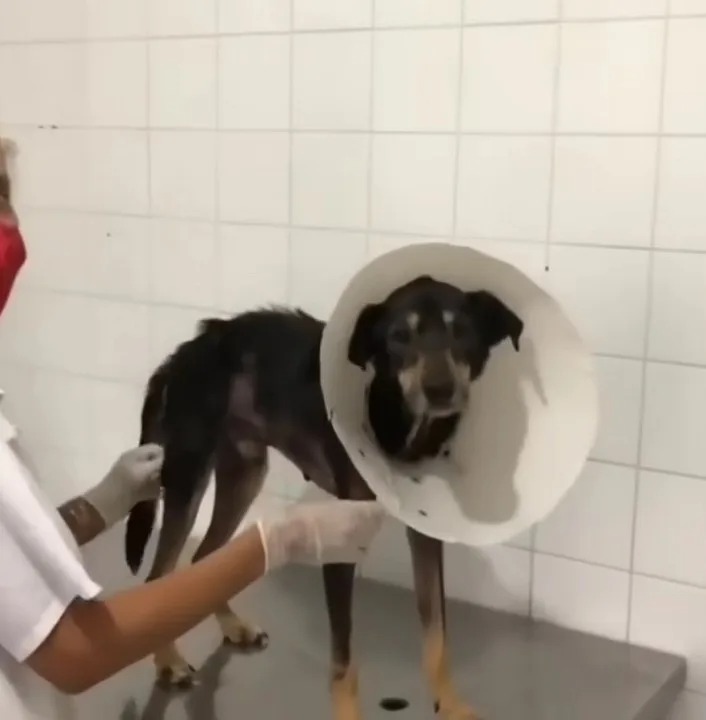 Hund beim Tierarzt mit Schutzkragen
