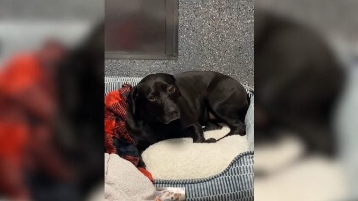 Hund, der 900 Tage im Tierheim verbracht hat, wird einen Tag nach seiner Adoption zurückgegeben