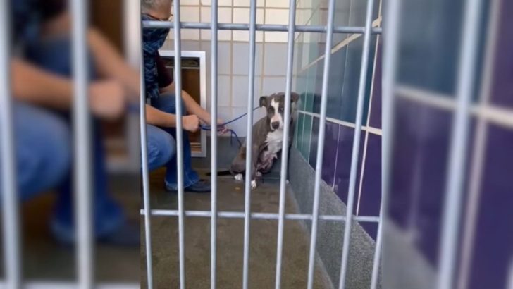 Hund, der nach dem Umzug seiner Besitzer ausgesetzt wurde, weigert sich, Menschen wieder zu vertrauen