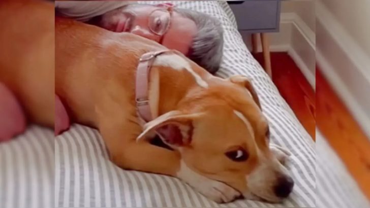 Hund, der von einem Parkplatz gerettet wurde, hat jetzt die süßeste Beziehung zu seinem neuen Vater