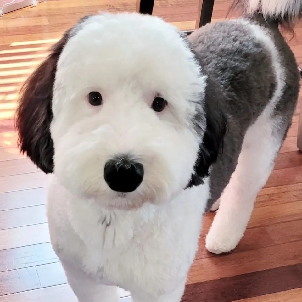 Hund der wie Snoopy aussieht