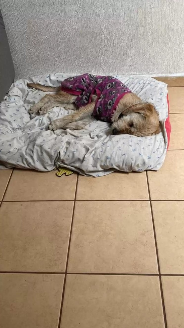 Hund im lila Pullover macht ein Nickerchen