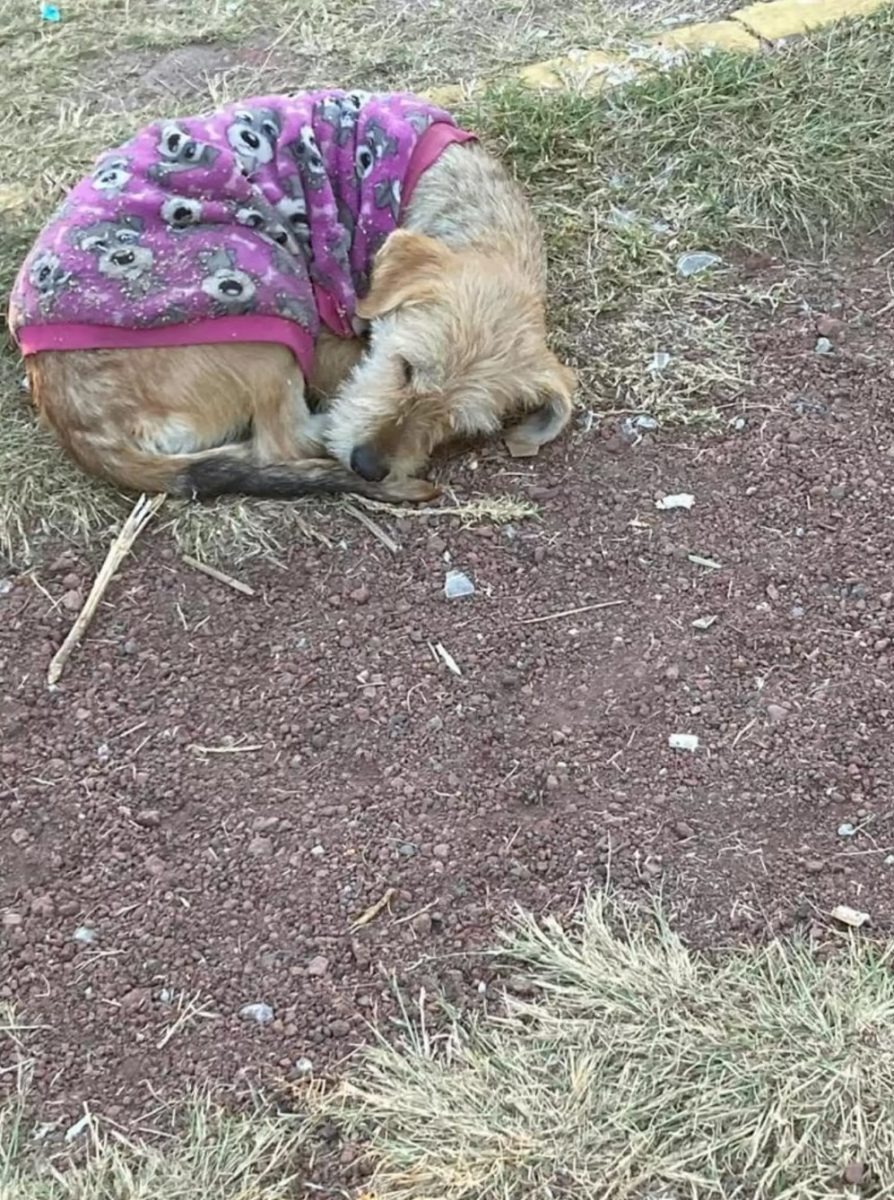 Hund im lila Pullover zusammengerollt auf dem Boden