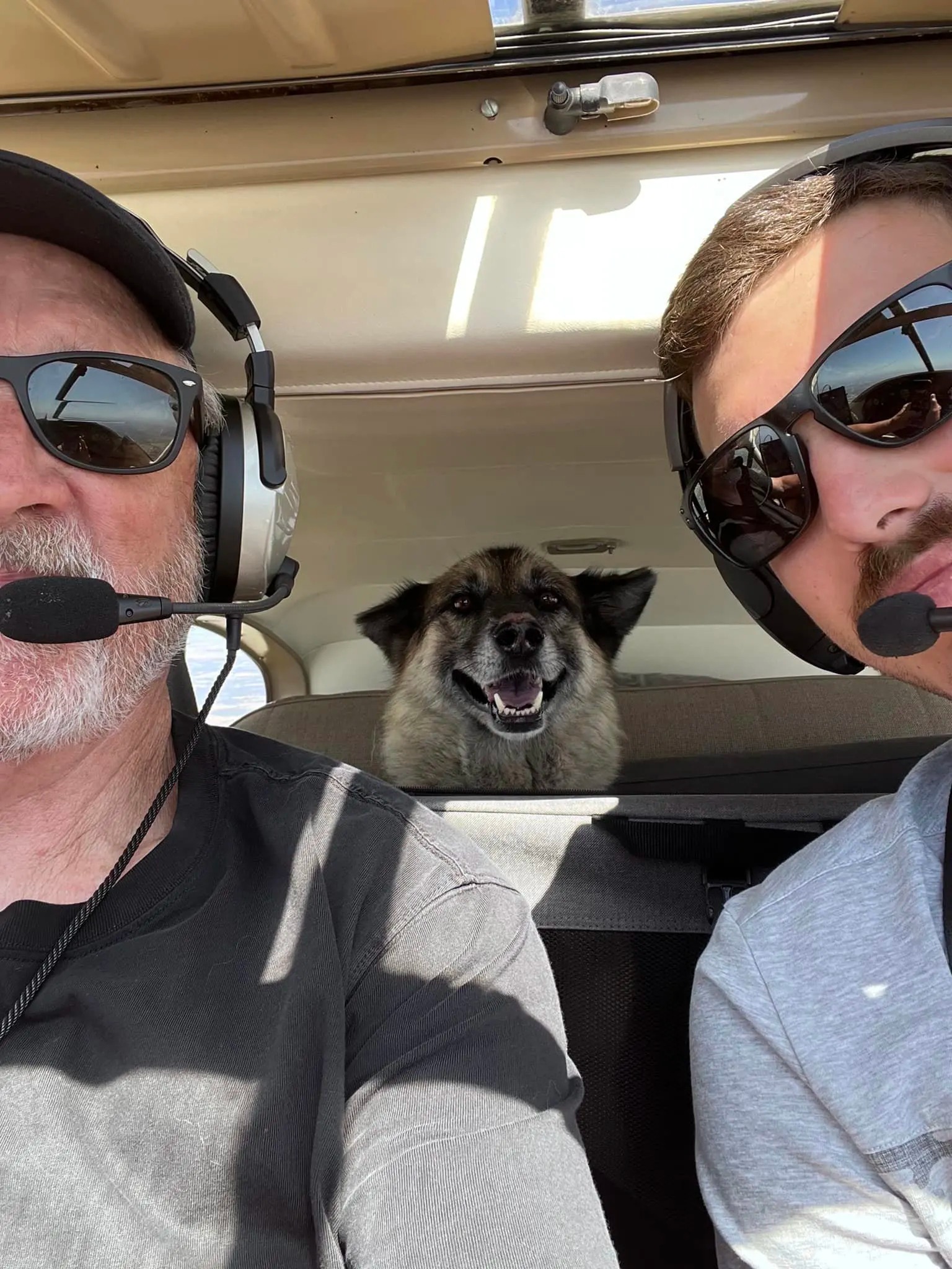 Hund in einem Helikopter