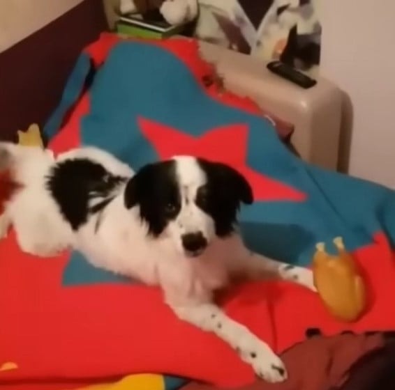 Hund liegt auf einer bunten Decke