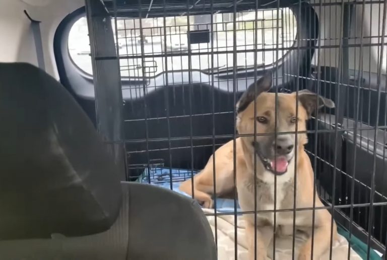 Hund liegt in einer Transportbox im Auto