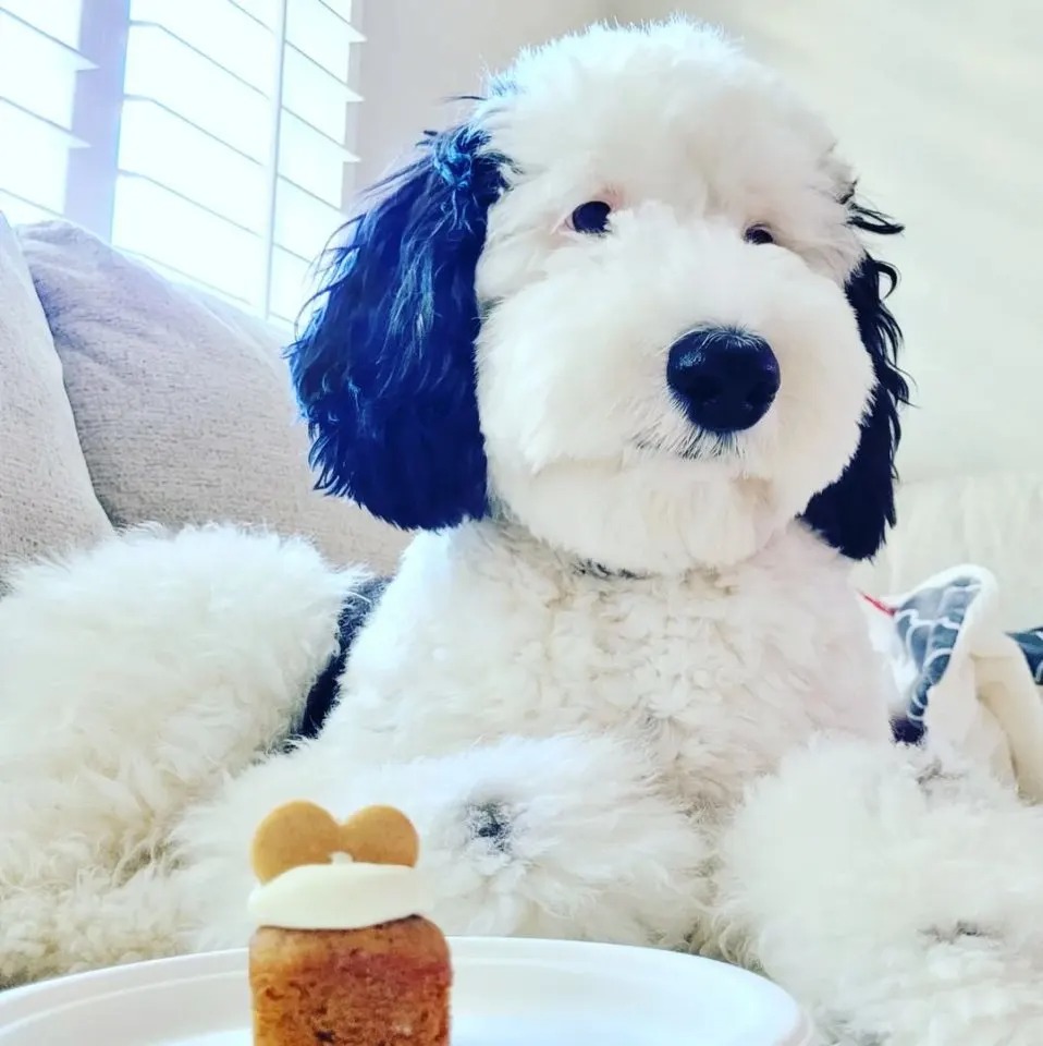Hund mit Cupcake