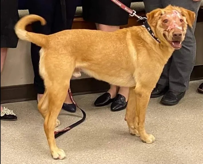 Hund mit Narben im Gesicht an der Leine