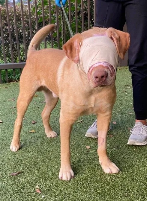 Hund mit Verband ueber den Augen
