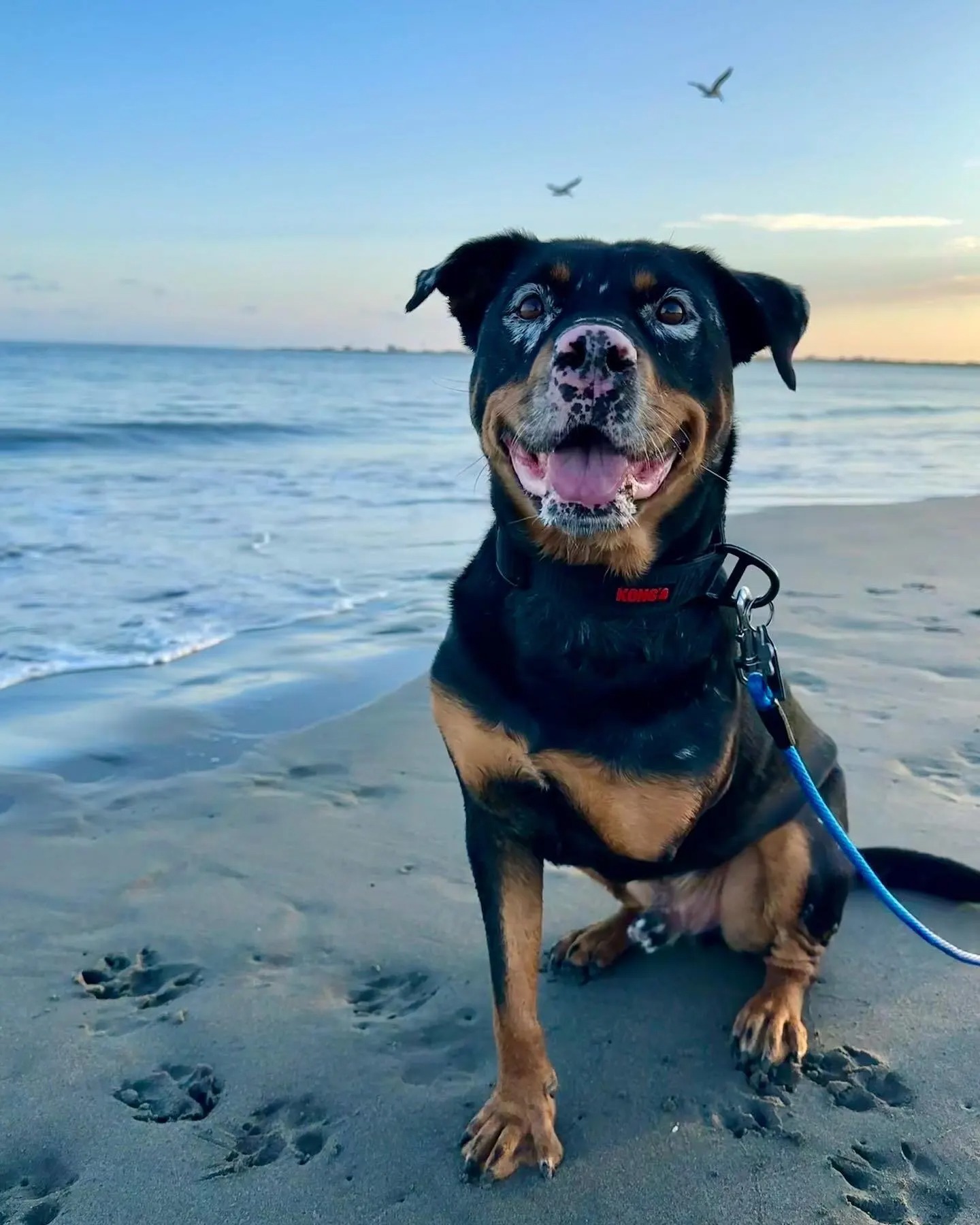 Hund mit Vitiligo am Strand