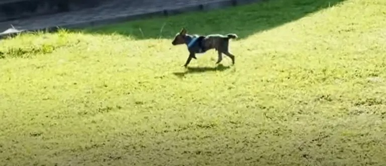 Hund mit blauem Halsband läuft auf einer Wiese