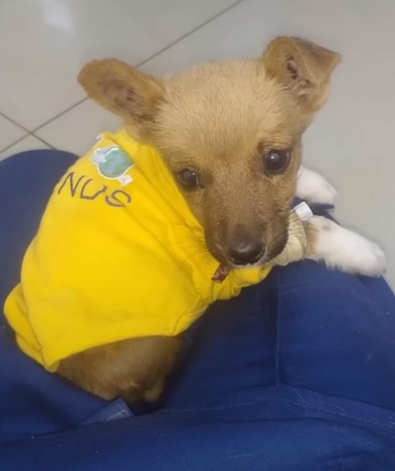 Hund mit gelbem Hemd