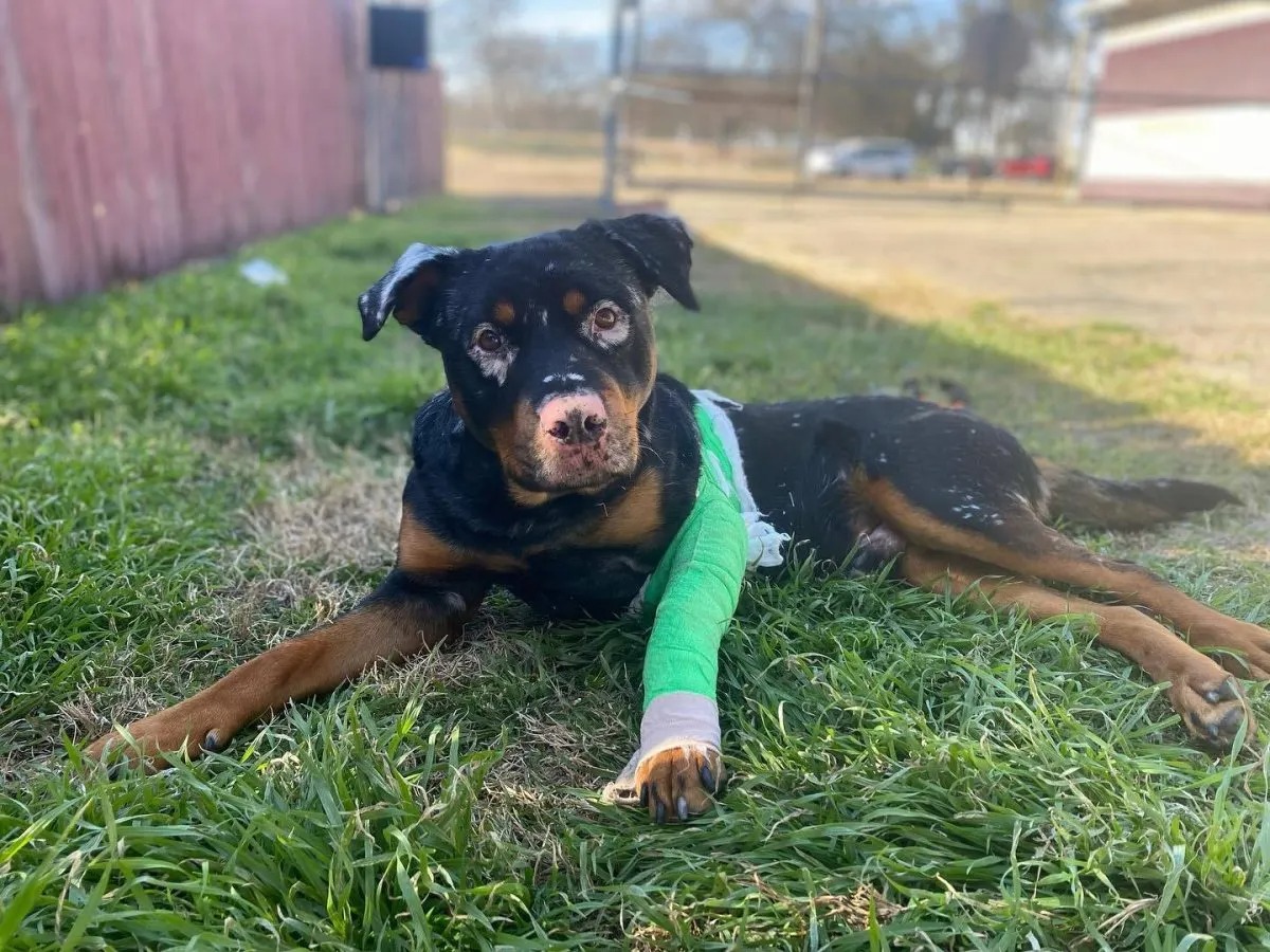 Hund mit seltener Erkrankung liegt im Gras mit gebrochenen Bein