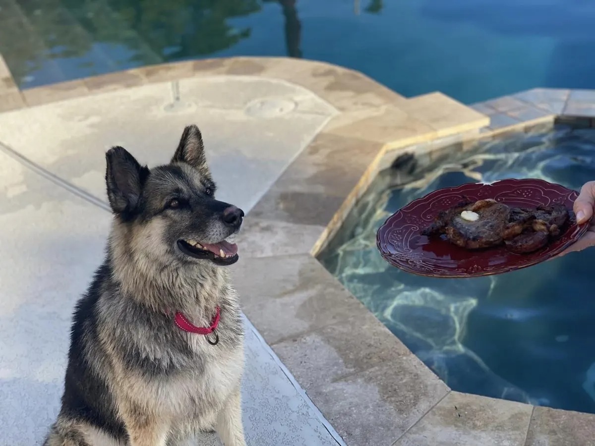 Hund neben einem Pool