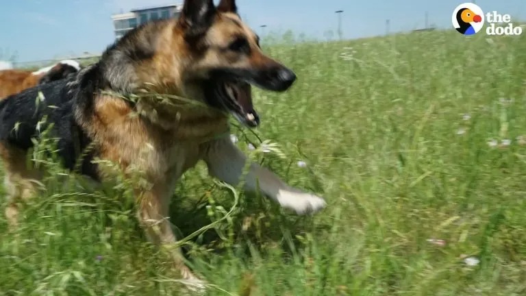 Hund rennt durch das Gras