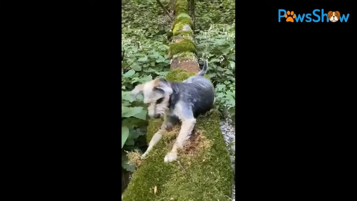 Hund sitzt auf einem Baumstamm